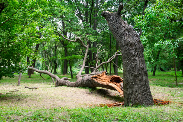 Trusted White Oak, TX Tree Care Experts