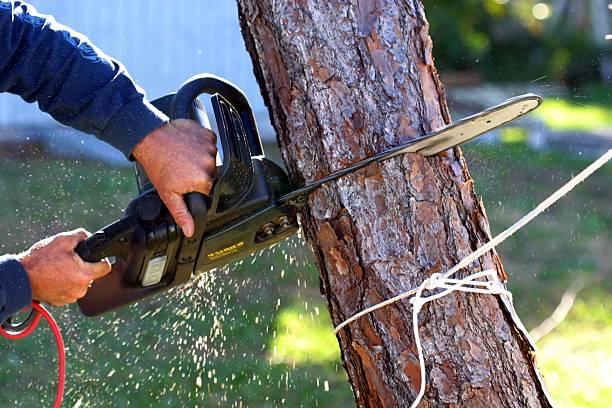  White Oak, TX Tree Care Pros