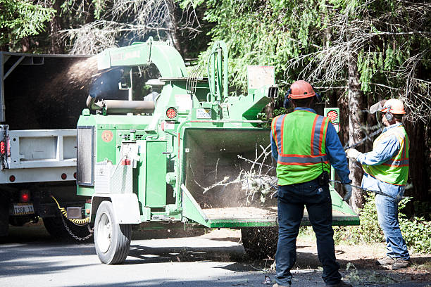 Best Root Management and Removal  in White Oak, TX