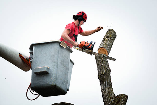 Best Utility Line Clearance  in White Oak, TX