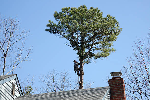 Best Fruit Tree Pruning  in White Oak, TX